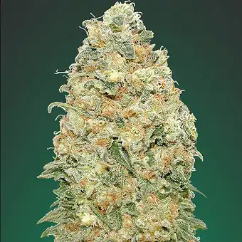 White Widow - 00 Seeds