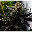 Lavender - Soma Seeds