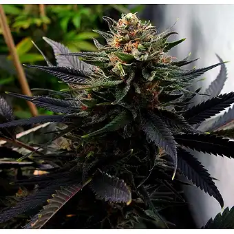 Lavender - Soma Seeds