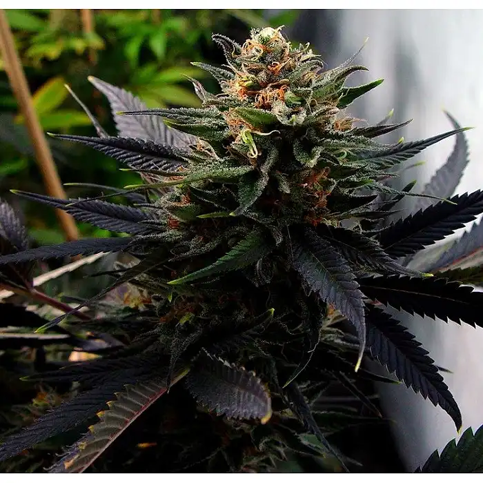 Lavender - Soma Seeds