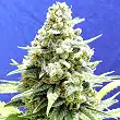 Amnesia Lemon Kush - Original Sensible Seeds