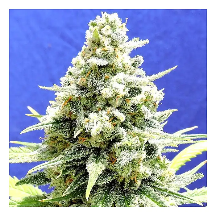 Amnesia Lemon Kush - Original Sensible Seeds