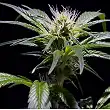 Damn Sour - Green House