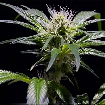 Damn Sour - Green House