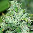Fruity Chronic Juice (Médicinal) - Delicious Seeds