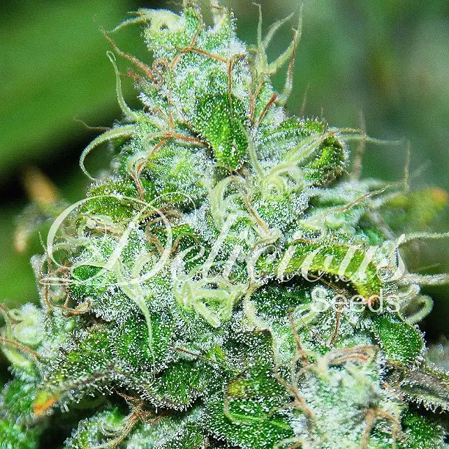 Fruity Chronic Juice (Medicinal) - Delicious Seeds