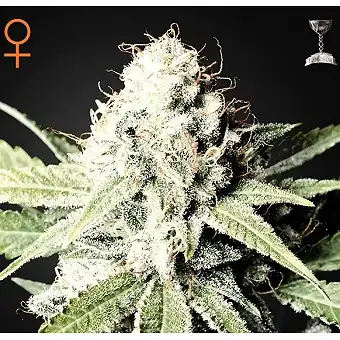 Great White Shark 2 - Green House