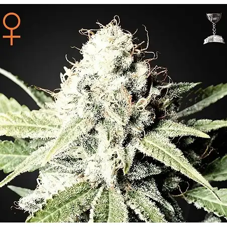 Great White Shark 2 - Green House