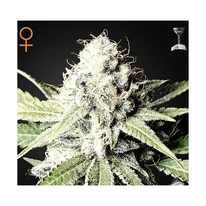 Great White Shark 2 - Green House