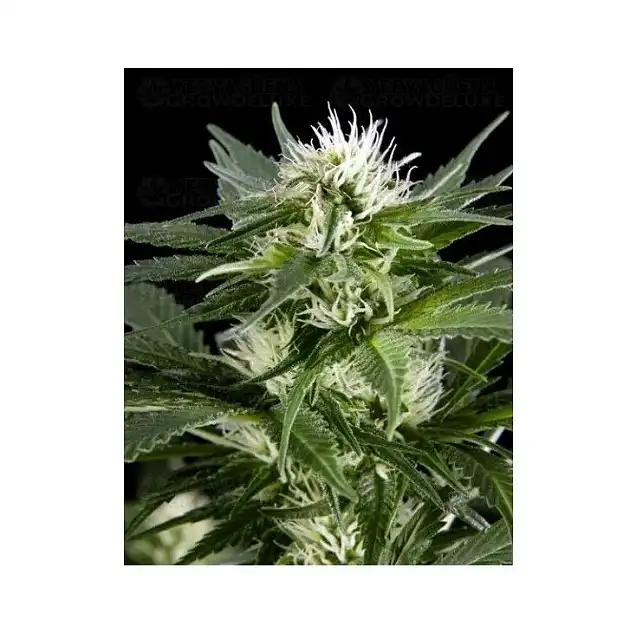 Great White Shark - Green House