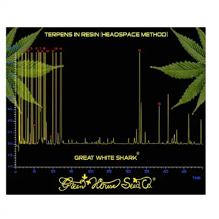 Great White Shark 1 - Green House