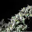Icer - R-Kiem Seeds