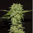 Portela - R-Kiem Seeds