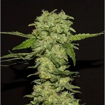 Portela - R-Kiem Seeds