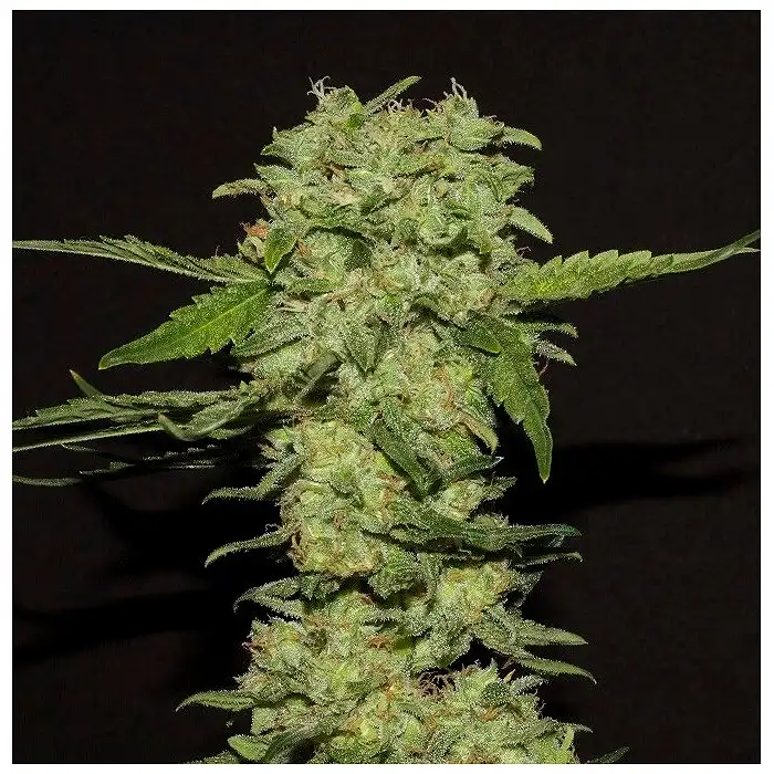 Portela - R-Kiem Seeds