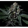 Negra 44 - R-Kiem Seeds