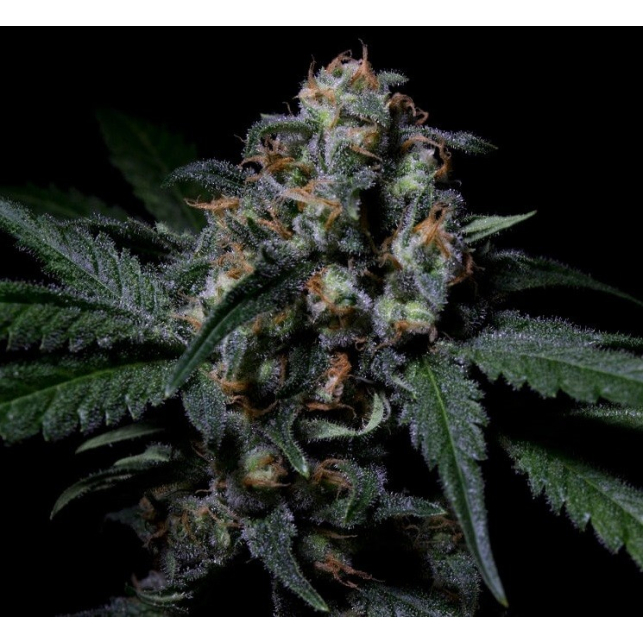 Negra 44 1 - R-Kiem Seeds