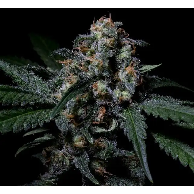 Negra 44 - R-Kiem Seeds