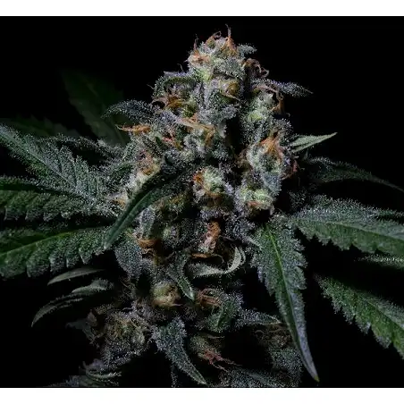 Negra 44 - R-Kiem Seeds