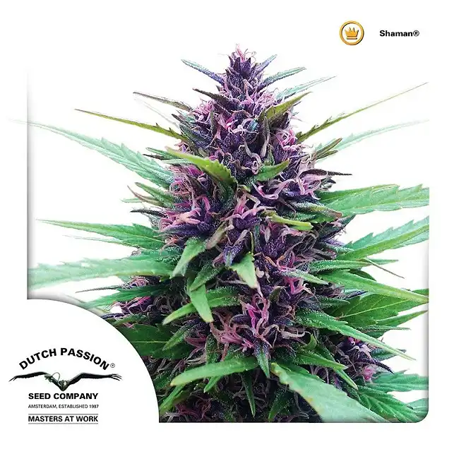 Shaman - Dutch Passion