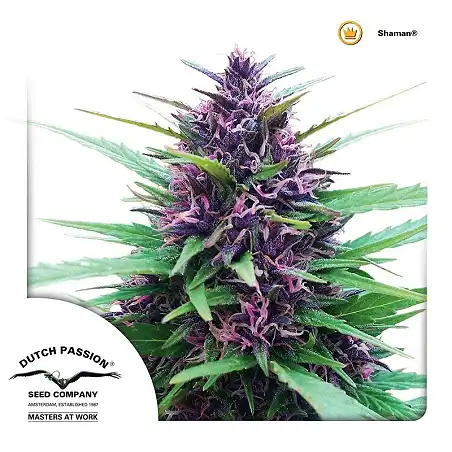 Shaman - Dutch Passion