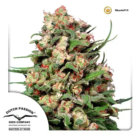 Skunk  1 Dutch Passion 2