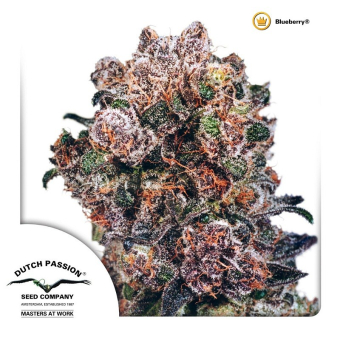 Blueberry Dutch Passion