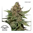 Strawberry Cough 1 - Dutch Passion
