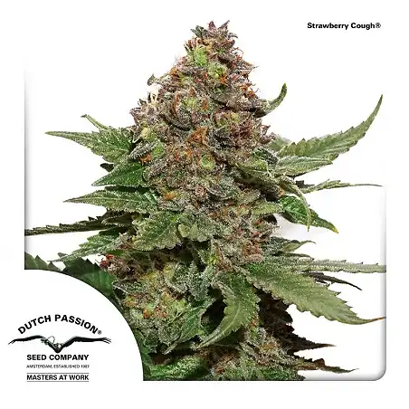 Strawberry Cough 1 - Dutch Passion