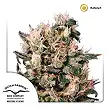 Euforia 1 - Dutch Passion