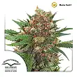 Master kush Dutch Passion 2
