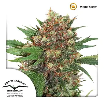 Master kush Dutch Passion 2