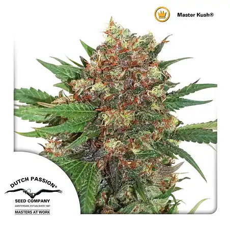 Master kush Dutch Passion 2