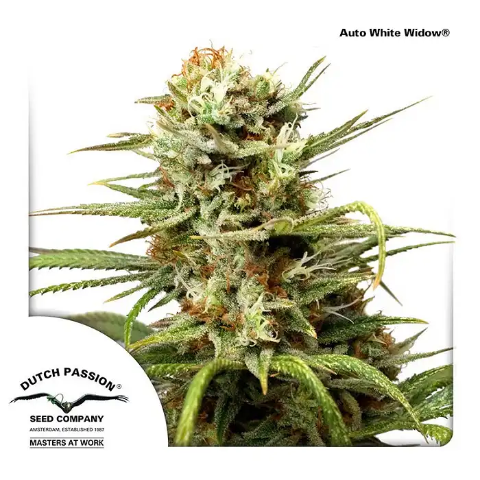 AutoWhite Widow 3 - Dutch Passion