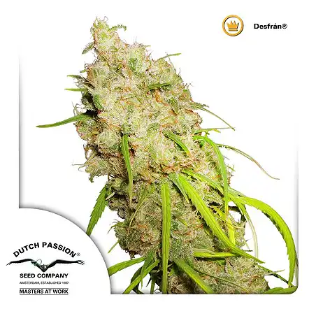 Desfrán 2 - Dutch Passion