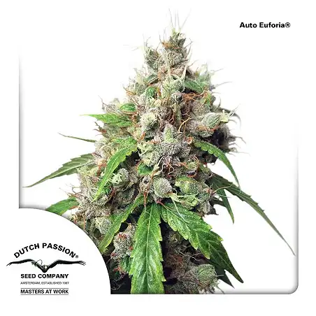 Auto Euforia 2 - Dutch Passion