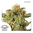 Orange Hill Special 3 - Dutch Passion Orange Hill Special 3 - Dutch Passion