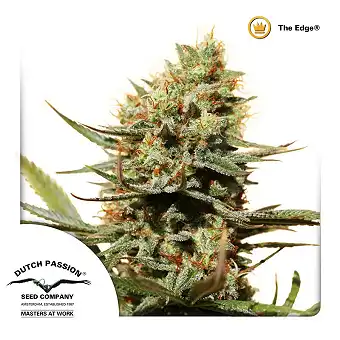 The Edge 3 - Dutch Passion