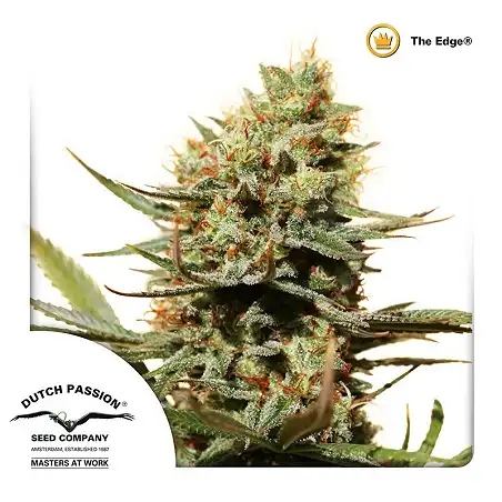 The Edge 3 - Dutch Passion