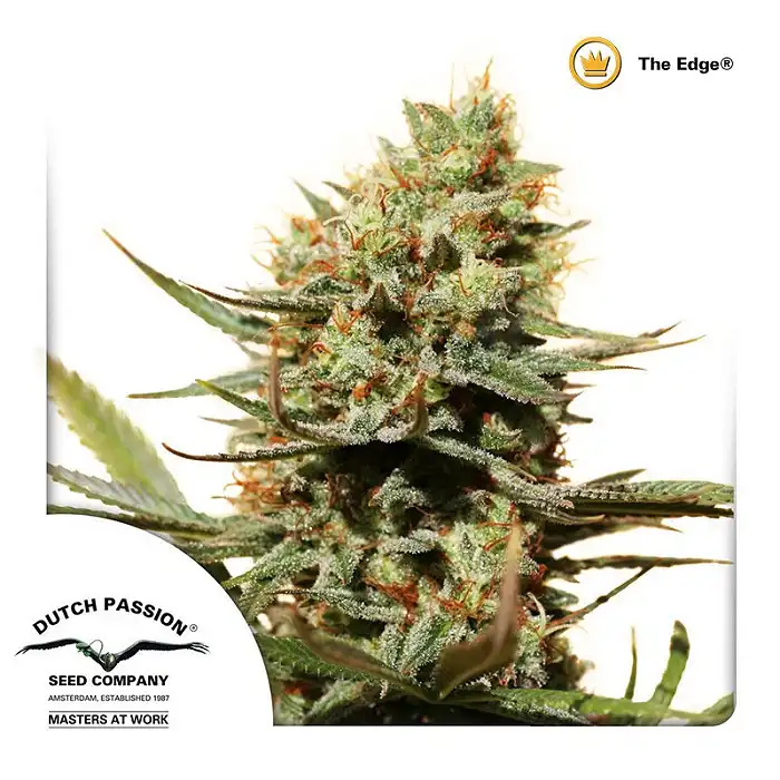 The Edge 3 - Dutch Passion