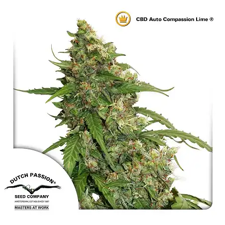 CBD Auto Compassion Lime - Dutch Passion