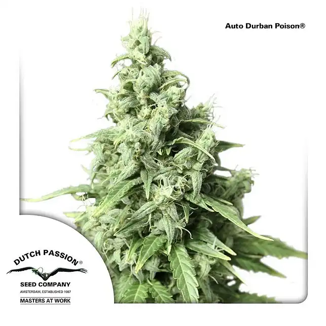 AutoDurban Poison 2 - Dutch Passion AutoDurban Poison 2 - Dutch Passion