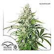 Auto Cinderella Jack - Dutch Passion Auto Cinderella Jack - Dutch Passion
