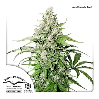 Auto Cinderella Jack - Dutch Passion