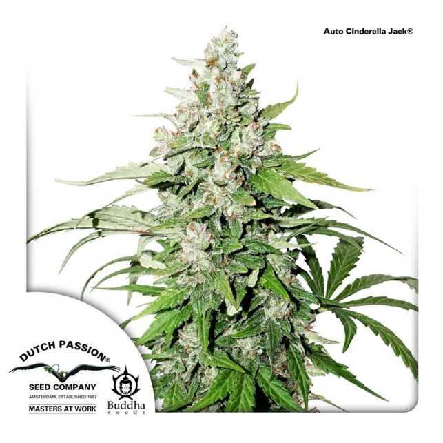 Auto Cinderella Jack - Dutch Passion