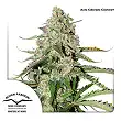 Auto Colorado Cookies - Dutch Passion