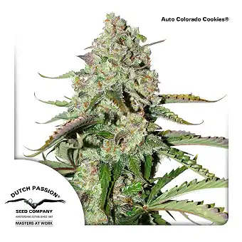 Auto Colorado Cookies - Dutch Passion