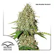 Auto Brooklyn Sunrise 1 - Dutch Passion