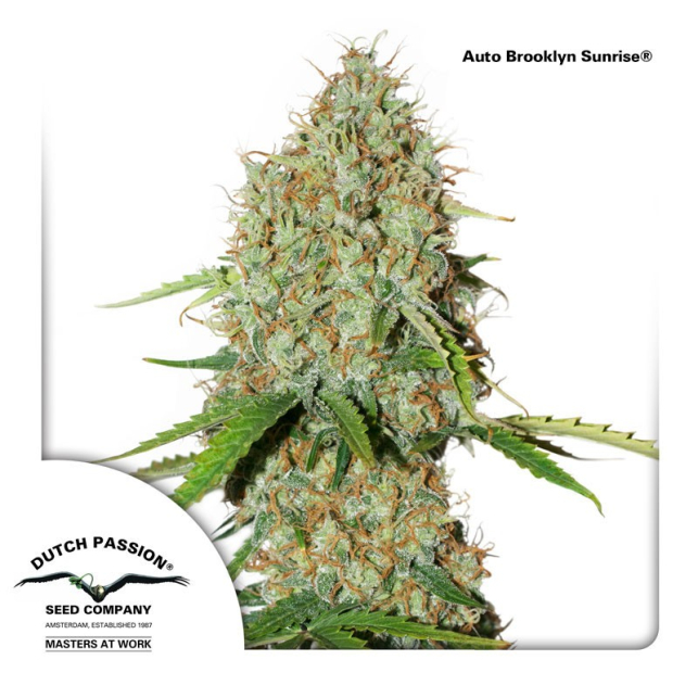 Auto Brooklyn Sunrise - Dutch Passion