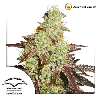 Auto Night Queen - Dutch Passion